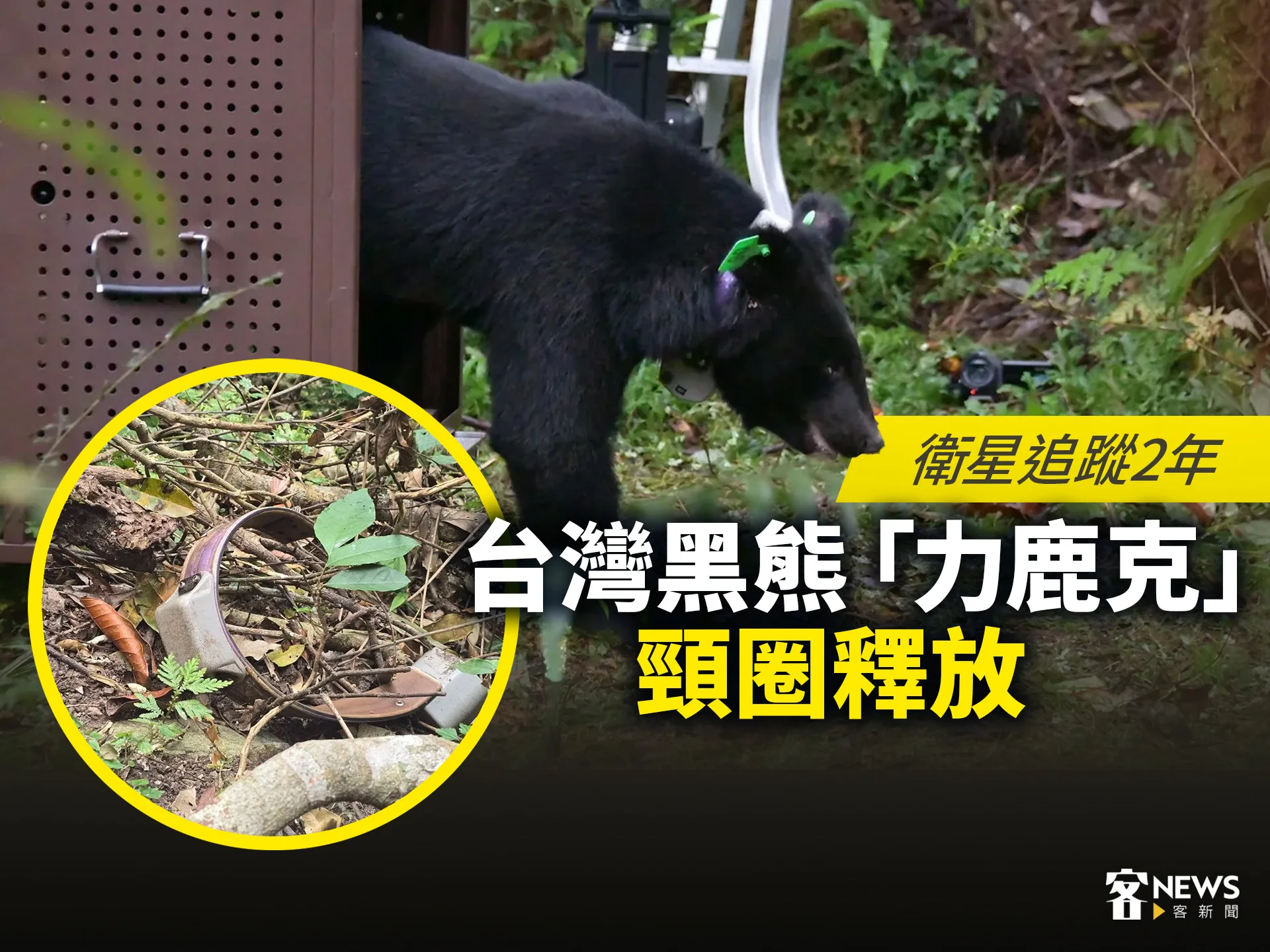 衛星追蹤2年　台灣黑熊「力鹿克」頸圈釋放　's story cover image
