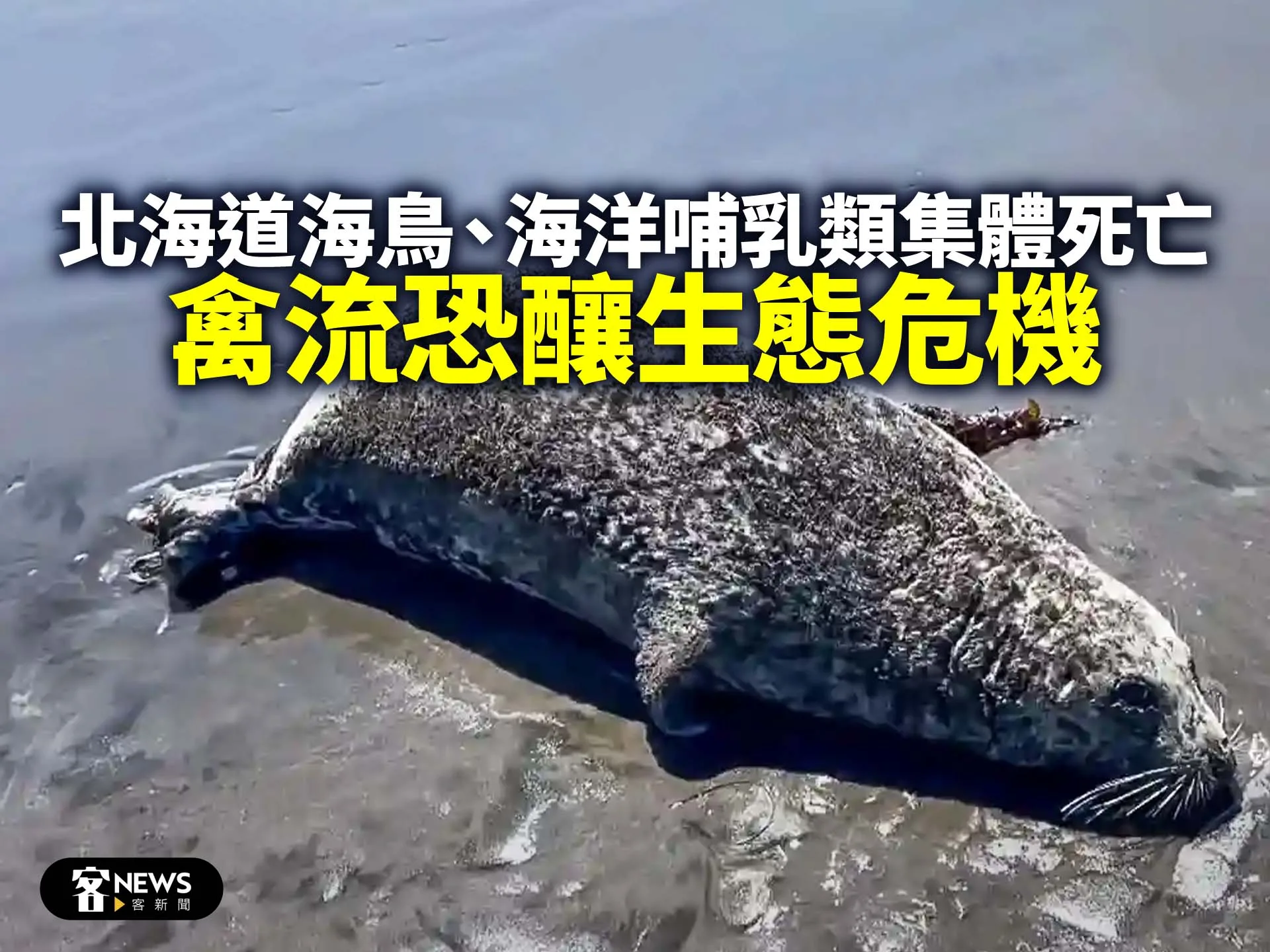 北海道海鳥、海洋哺乳類集體死亡　禽流恐釀生態危機's story cover image